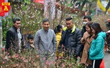Rực rỡ sắc xuân ở chợ hoa Hàng Lược